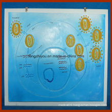 HIV Virus Model for School Study